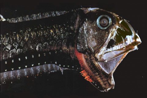 Рыба-гадюка. Редкий глубоководный хищник