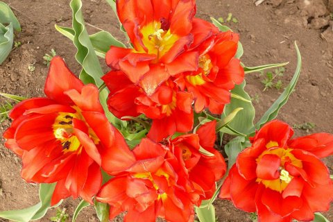 В Крыму зацвело самое большое в мире поле тюльпанов