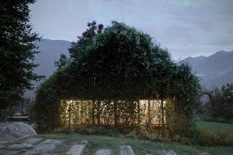 Green Box: Дом, поглощенный растительностью