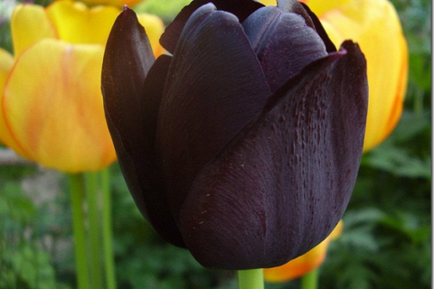 Одинокий Черный тюльпан