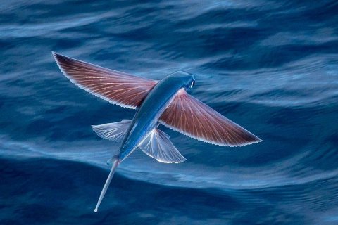 Летучая рыба Exocoetidae
