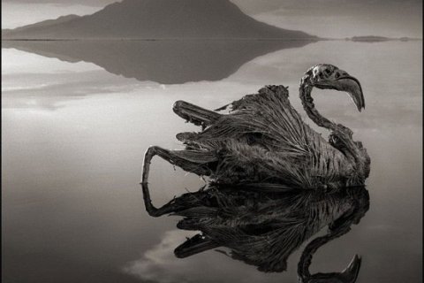 Озеро-убийца в Африке превращает животных в каменные статуи
