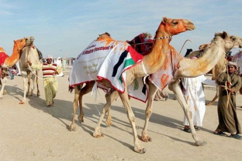 В ОАЭ проходит ежегодный конкурс красоты среди верблюдов