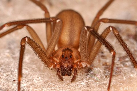 Самые ядовитые пауки