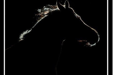 Фото лошадей от Vikarus на Lifeglobe