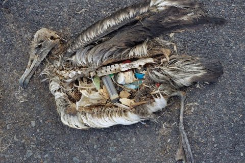 Мёртвые птицы и пластик
