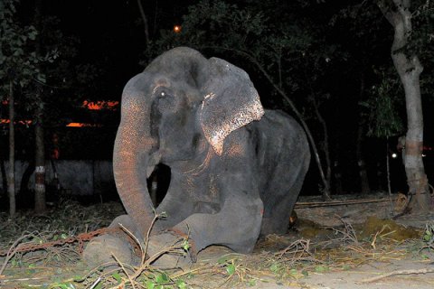 Слон Радж, спасенный после 50 лет страданий