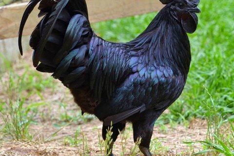 Аям Цемани: черная порода кур