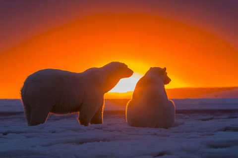 Фото полярных медведей Сильвена Кордье