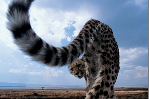 Гепард - самое быстрое животное на Земле