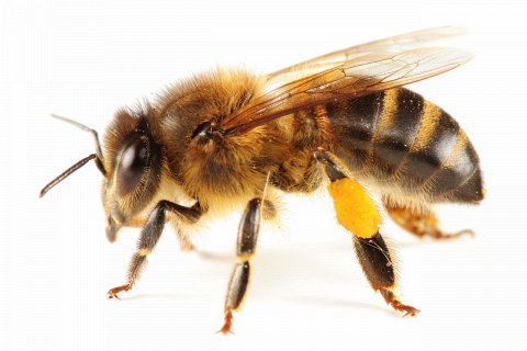 Проект по спасению медоносных пчел