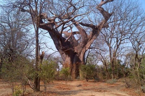 Дерево прокаженных в Малави