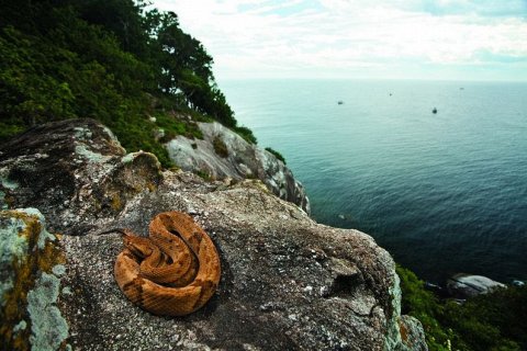 Остров Змей Кеймада-Гранди