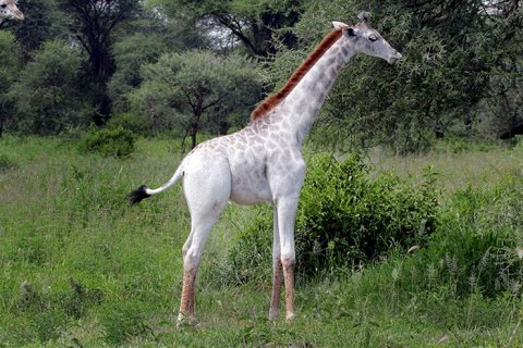 Редчайший белый жираф был обнаружен в Танзании