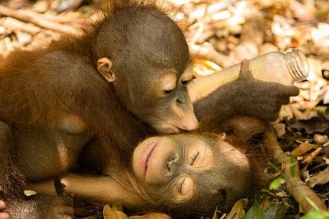 Детеныши орангутана учатся выживать в уникальном приюте