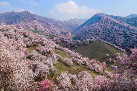 Цветение Долины Абрикосов в Китае