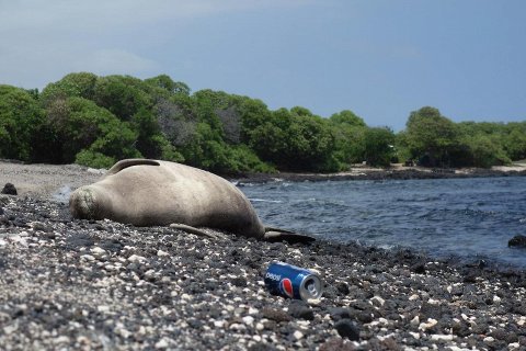 Камило: пластиковый пляж Гавайев