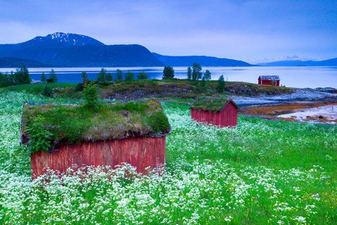 Сказочные скандинавские крыши, покрытые зеленью
