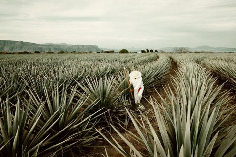Курорт с посещением водочного завода