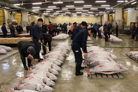 Самый большой рыбный рынок в мире: Цукидзи в Токио