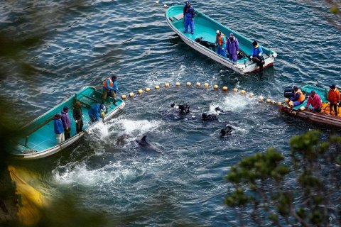 Жестокая охота на дельфинов в Тайдзи