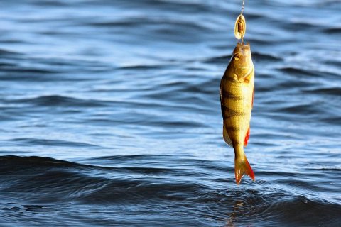 Лучшие места для рыбалки в России