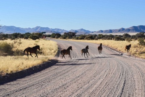 Дикие лошади пустыни Намиб