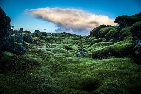 Живописные лавовые поля Исландии