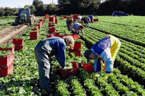 Работа по сбору клубники в Польше