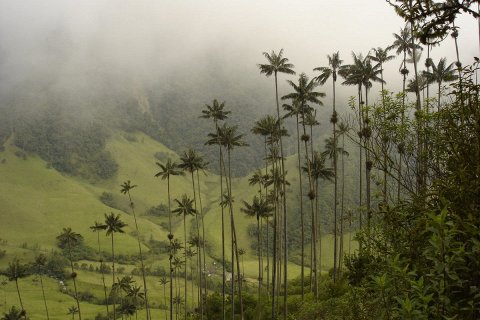 Восковые пальмы долины Кокора в Колумбии