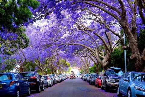 Цветение Жакаранды в Австралии