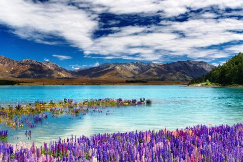 Озеро Текапо в Новой Зеландии