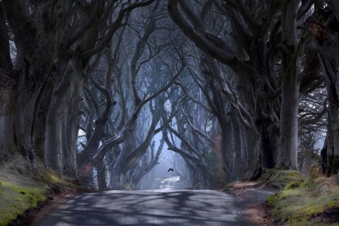 Темные Аллеи - причудливый тоннель Ирландии