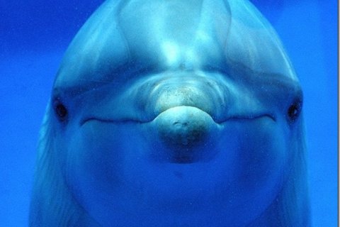 Удивительное создание дельфин