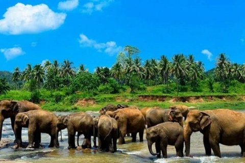 Приют для слонов Пиннавела на Шри-Ланке