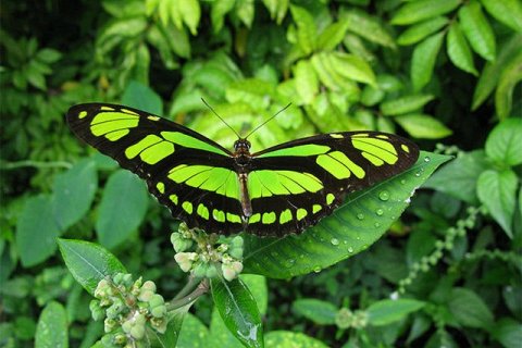 Аяуаска - культурная достопримечательность Перу