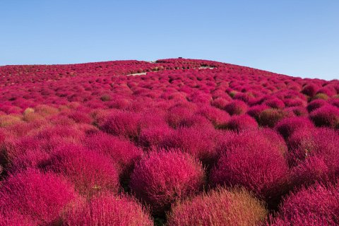 Цветущий Холм Кохия в Японии