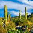 Кактусы в Аризоне