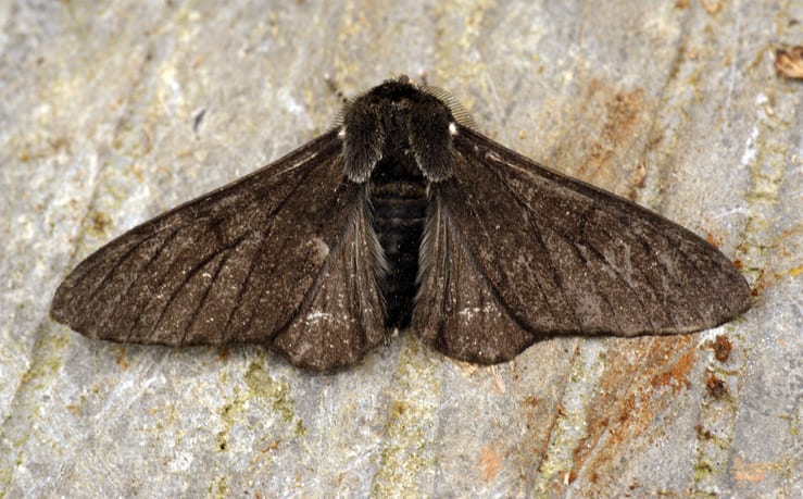 Пёстрая моль и цвет индустриальной эпохи