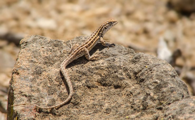 Ящерицы между яйцом и живорождением