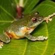 Австралийская лягушка Cyclorana platycephala