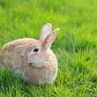 Домашний кролик: 8–12 лет при хорошем уходе