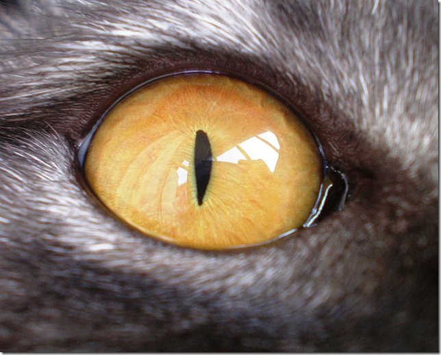 british shorthair cat's eye