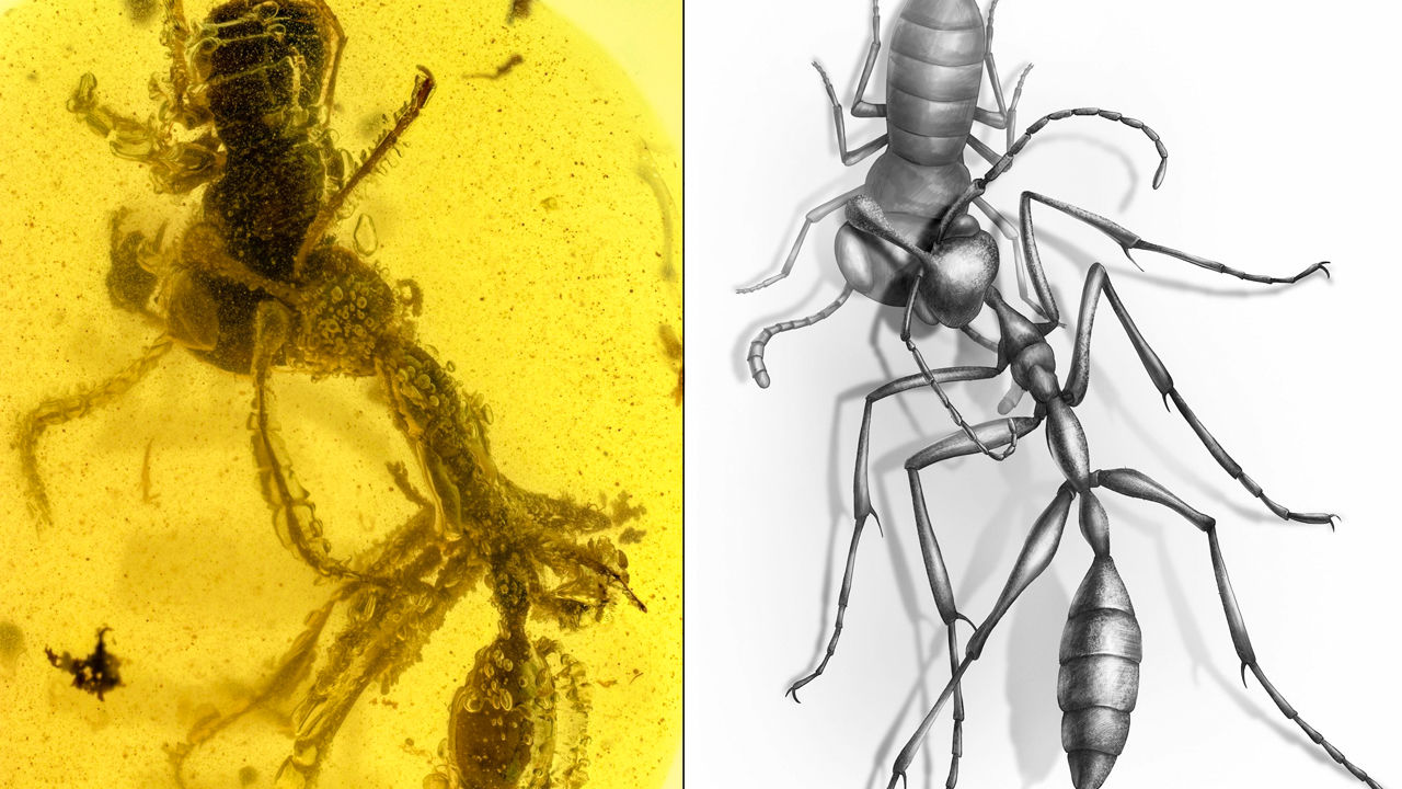 Доисторический «адский муравей» найден в янтаре спустя 99 млн лет