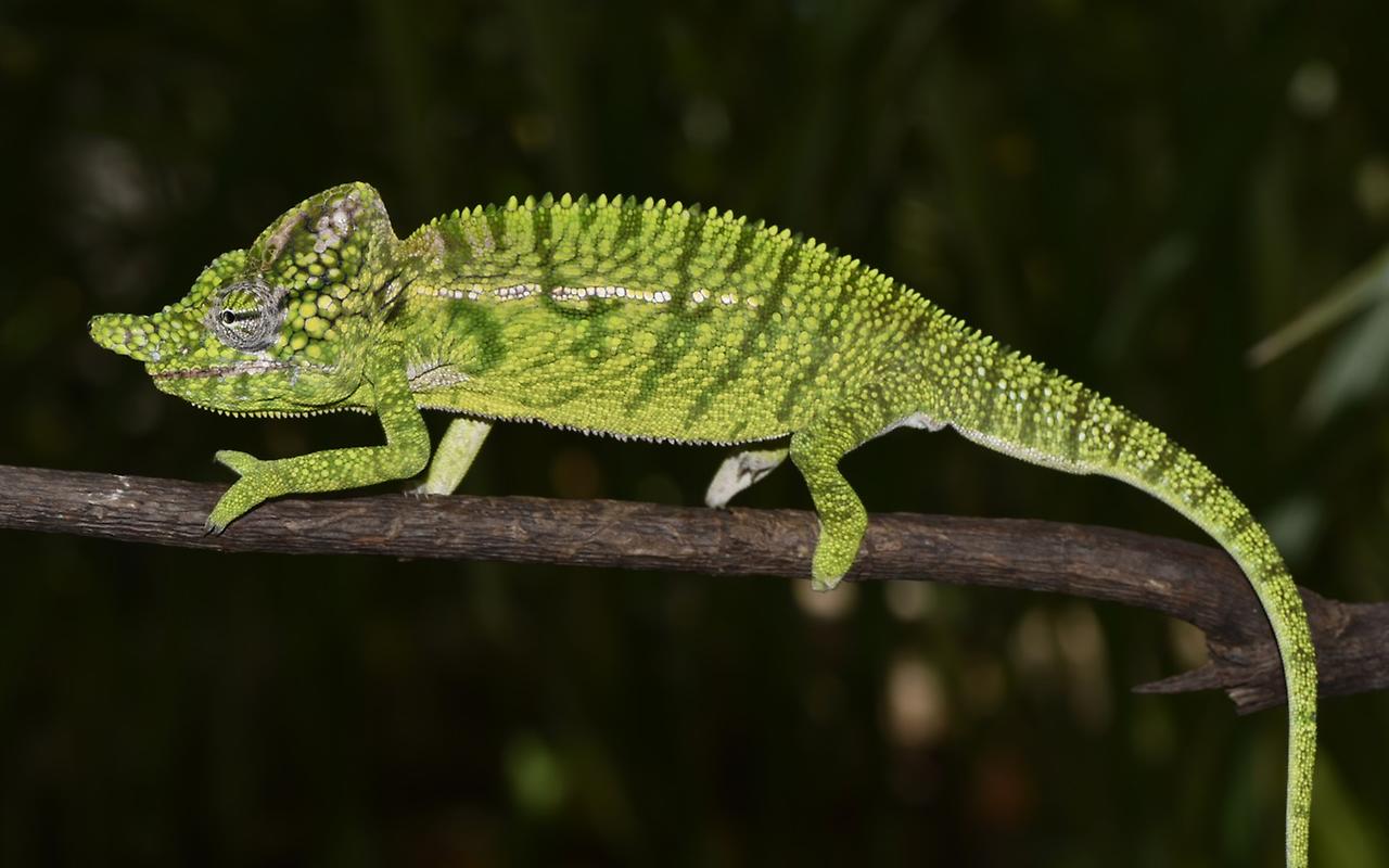Потерянный вид хамелеона вновь открыт на Мадагаскаре