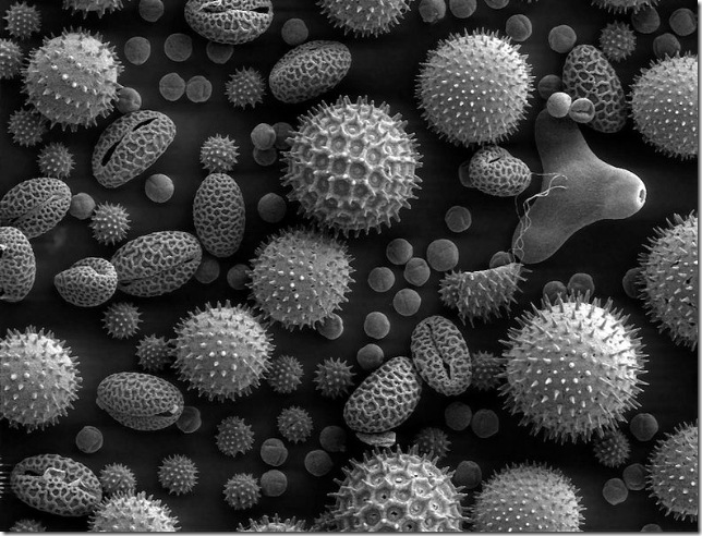 788px-Misc_pollen