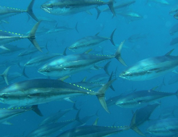 Голубой тунец: деликатес, или вымирающий вид?