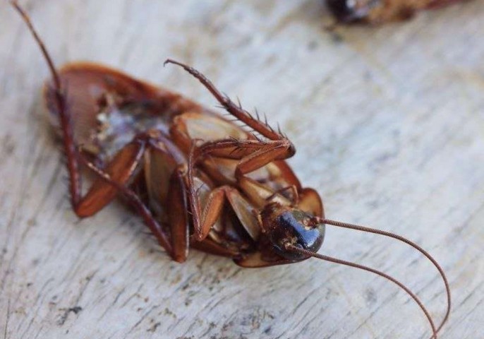 Как уничтожить клопов туманом?