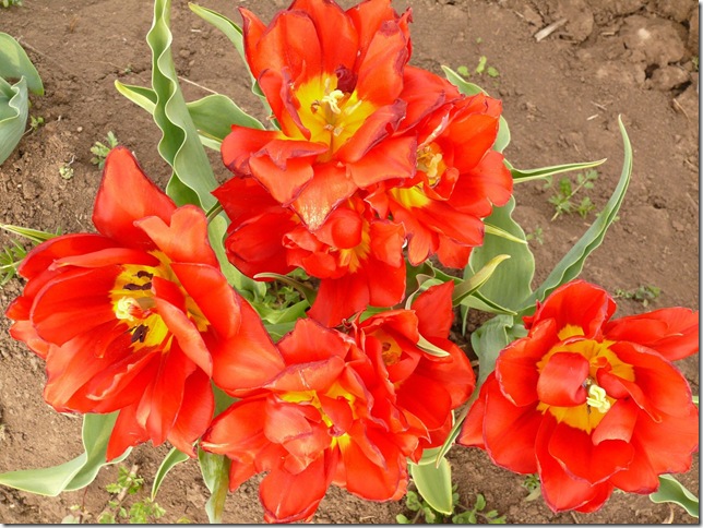 поле тюльпанов в крыму