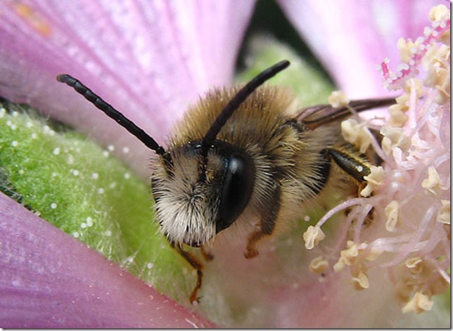 Жизнь домашних пчел. Карликовые медоносные пчелы. Интересные факты о пчелах. Сибирская пчела. Удивительные пчелы.